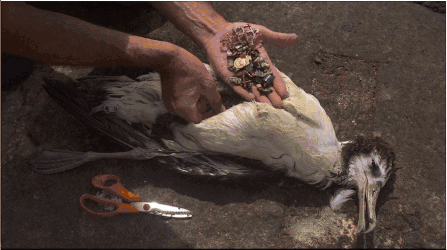 4.gif