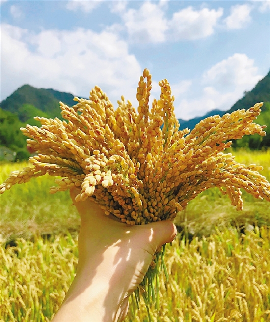 圖片